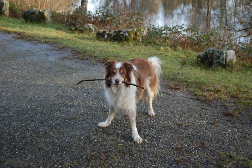 Creag Mhor Self Catering Holiday Apartment Aberfoyle  Eksteriør billede