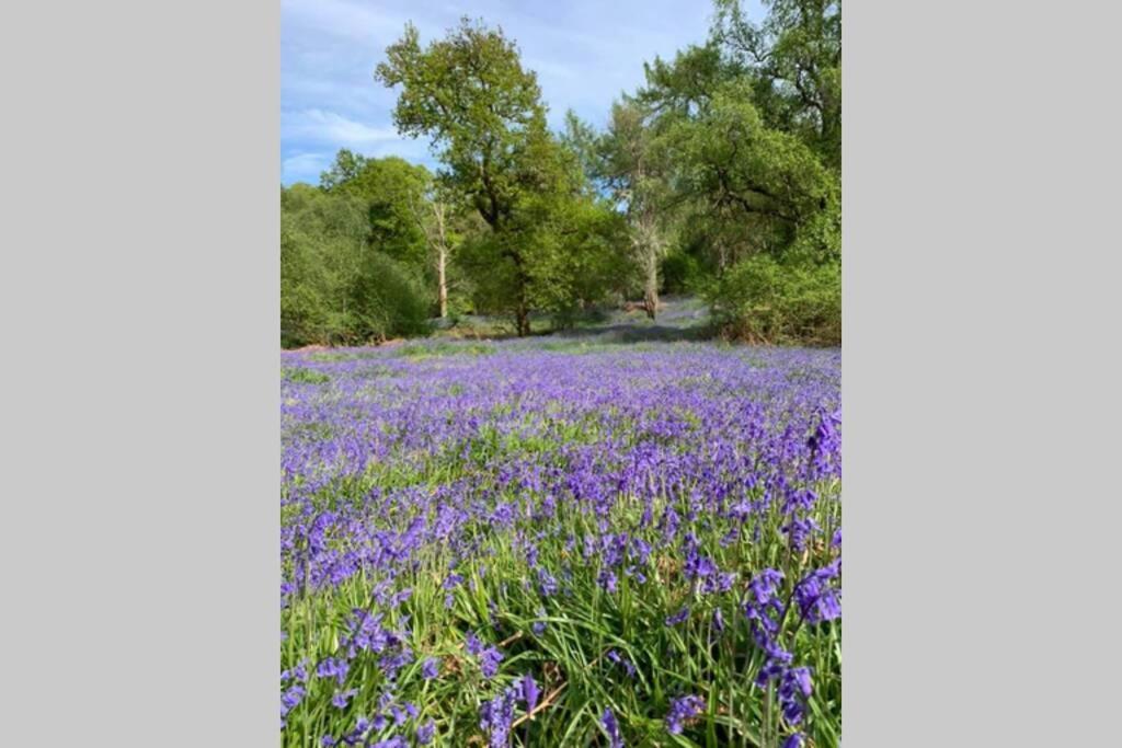 Creag Mhor Self Catering Holiday Apartment Aberfoyle  Eksteriør billede